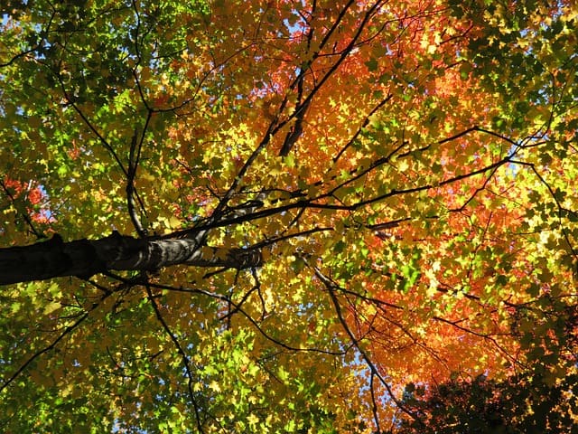 Sugar Maple (Acer saccharum)