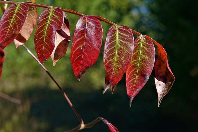 Sumac (Rhus Spp.)