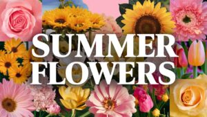 Summer Flowers