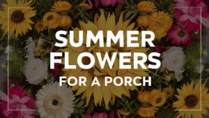 Summer Flowers For a Porch