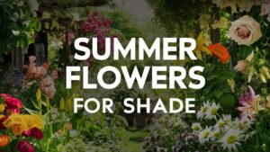 Summer Flowers For Shade
