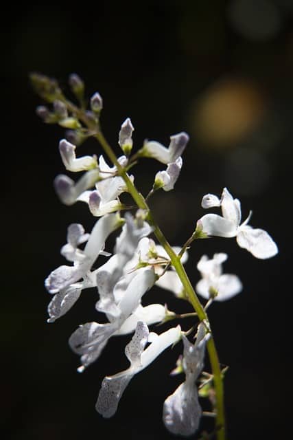 Swedish Ivy Flowers