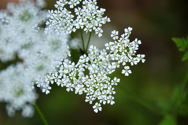 Sweet Cicely