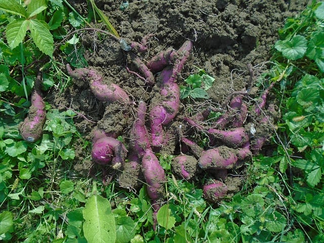 Sweet Potato Care & Harvest