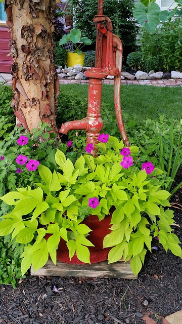 Sweet Potato Vine