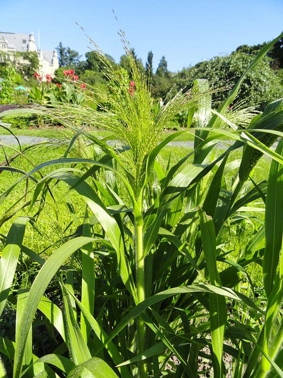 Switchgrass (Panicum virgatum)