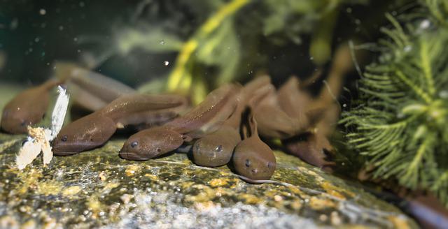 Tadpole on rock