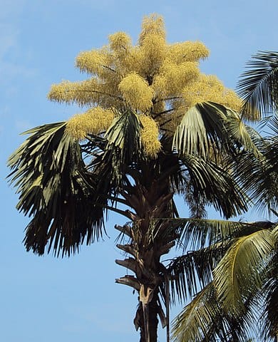 Talipot Palm (Corypha umbraculifera)