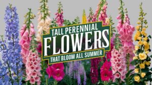 Tall Perennial Flowers That Bloom All Summer