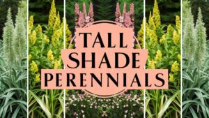 Tall Shade Perennials