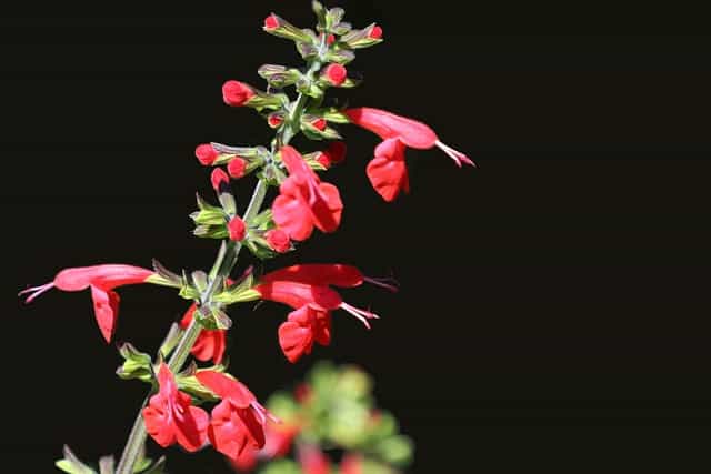 Texas Sage (Salvia coccinea)