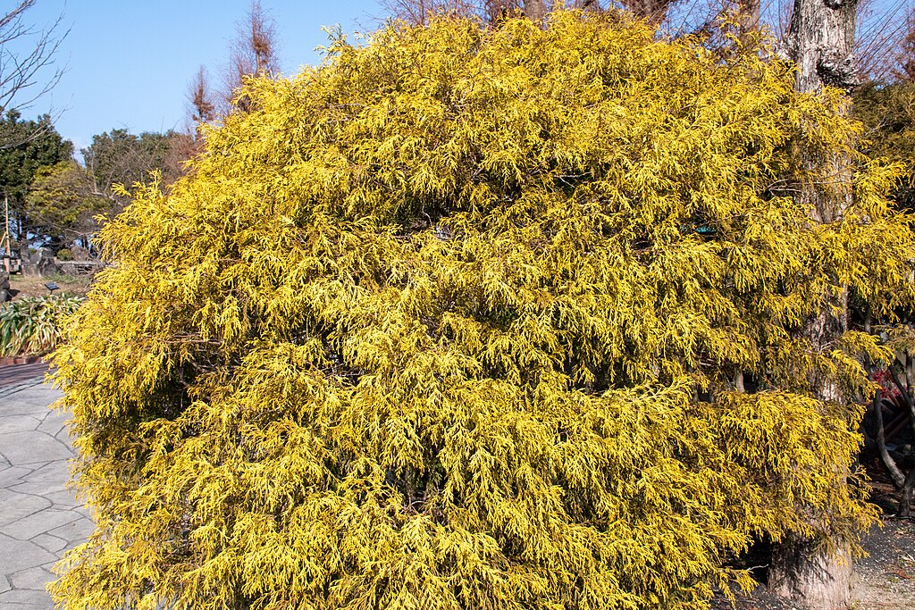 Thread Branch Cypress