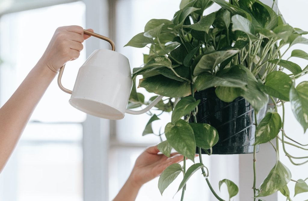 Tips for Watering Plants in Containers