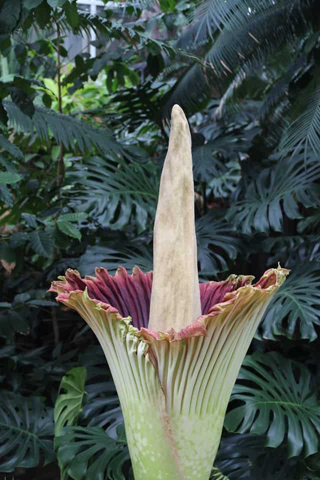 Titan Arum (Corpse Flower)