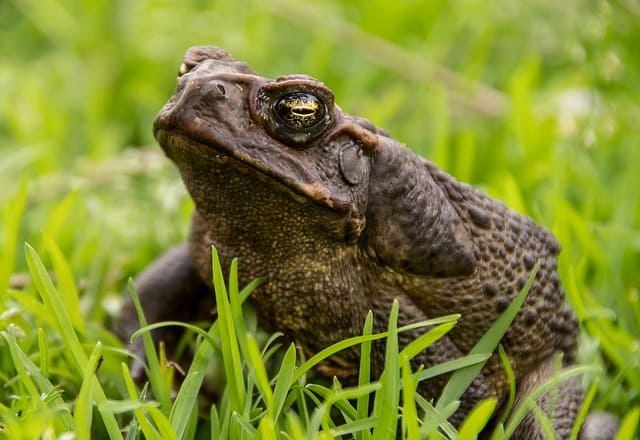 Toad in Grass