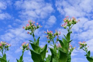 Deer Resistant Annuals For Pots