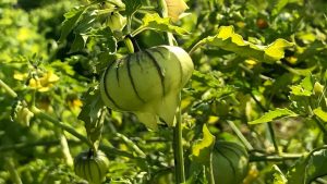 Harvesting Tomatillos