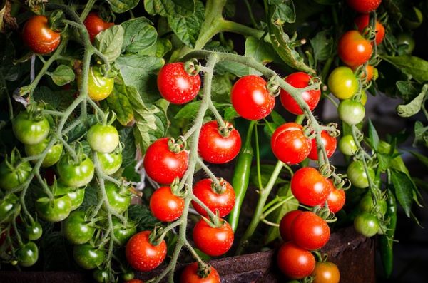 How to Grow Tomatoes at Home (Quick Tips) - Garden Gear Shop