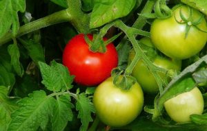 Propagating Tomato Plants