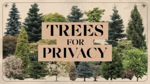 Trees for Privacy