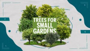 Trees for Small Gardens