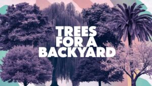 Trees for a Backyard
