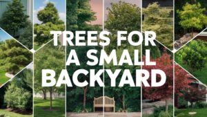 Trees for a Small Backyard