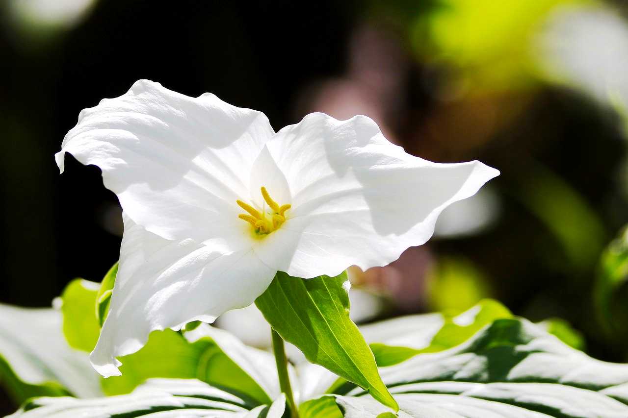 Wake Robin Trillium