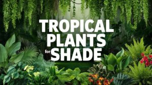 Tropical Plants For Shade