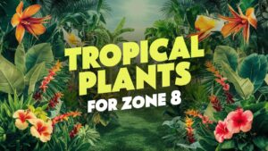 Tropical Plants For Zone 8