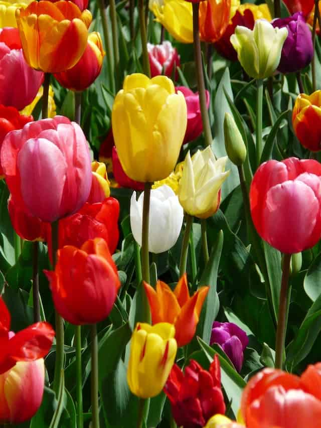 Tulips