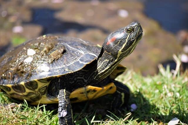 Turtle in Grass RES | What Eats Slugs – Natural Slug Predators
