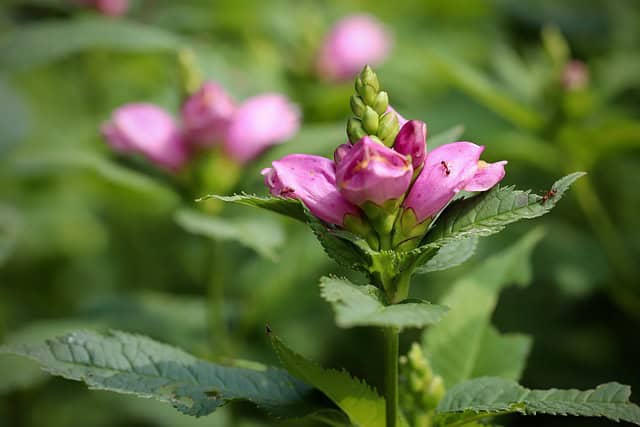 Turtlehead, or Chelone plate-flower-4453750_640