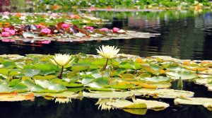 Types of Aquatic Flowers to Brighten Up Your Water Garden