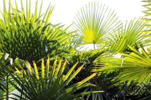 Types of Indoor Palm Plants
