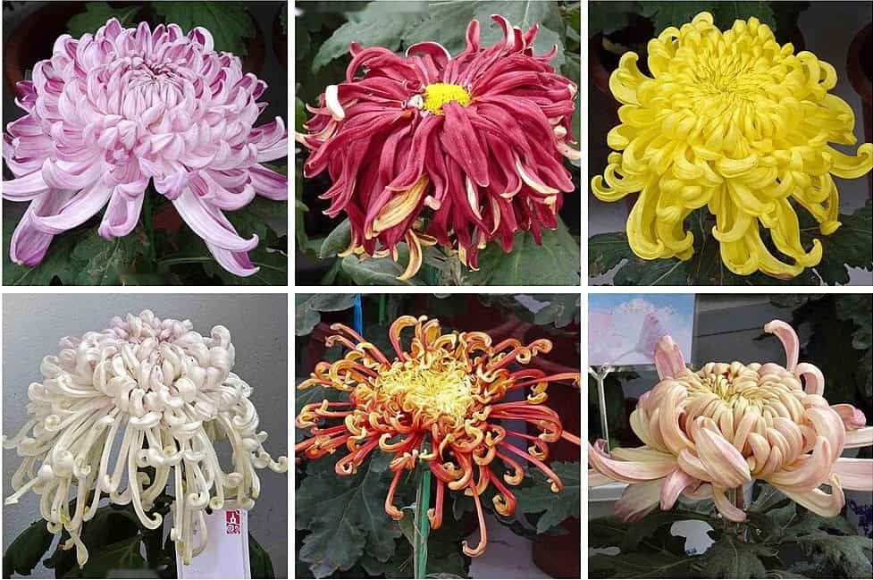 Types of Mums Flowers