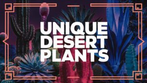 Unique Desert Plants