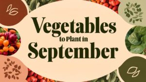 Vegetable To Plant In September