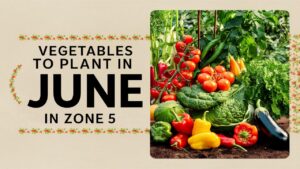 Vegetables To Plant In June In Zone 5