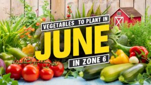 Vegetables To Plant In June In Zone 6