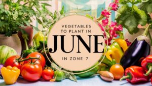 Vegetables To Plant In June In Zone 7