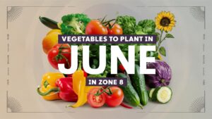 Vegetables To Plant In June In Zone 8
