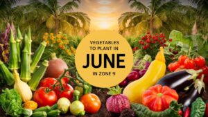 Vegetables To Plant In June In Zone 9