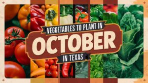 Vegetables To Plant In October In Texas