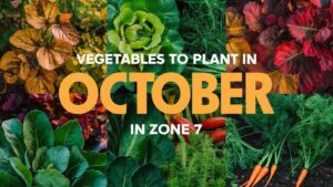 Vegetables To Plant In October In Zone 7