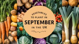 Vegetables To Plant In September In The UK