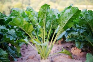 Vegetables To Plant in November