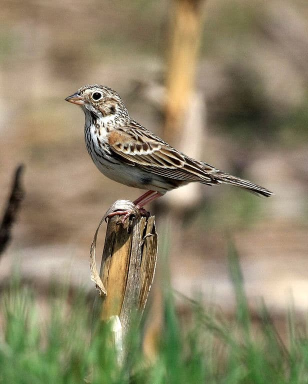 Vesper Sparrow