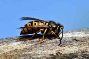 How To Eliminate Wasps