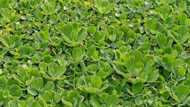 Water Lettuce